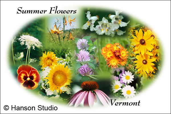 Vermont Summer Flowers Collage